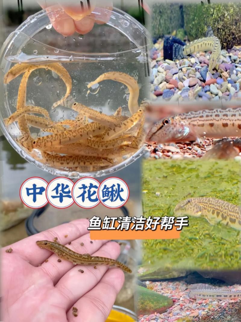 花龍魚是什么樣子的圖片 花龍魚是什么樣子的圖片 龍魚百科 第15張