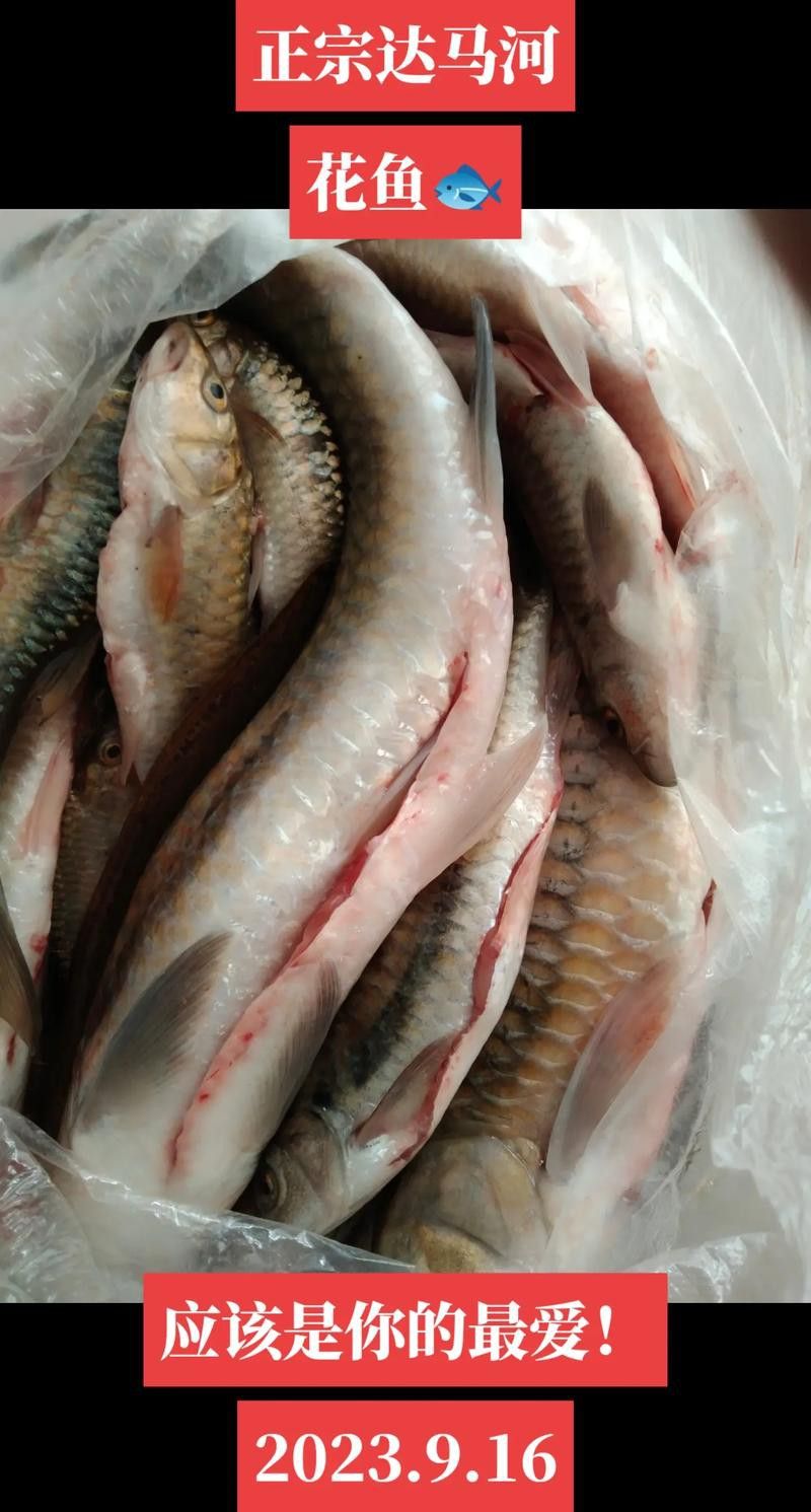 花龍魚是什么樣子的圖片 花龍魚是什么樣子的圖片 龍魚百科 第14張