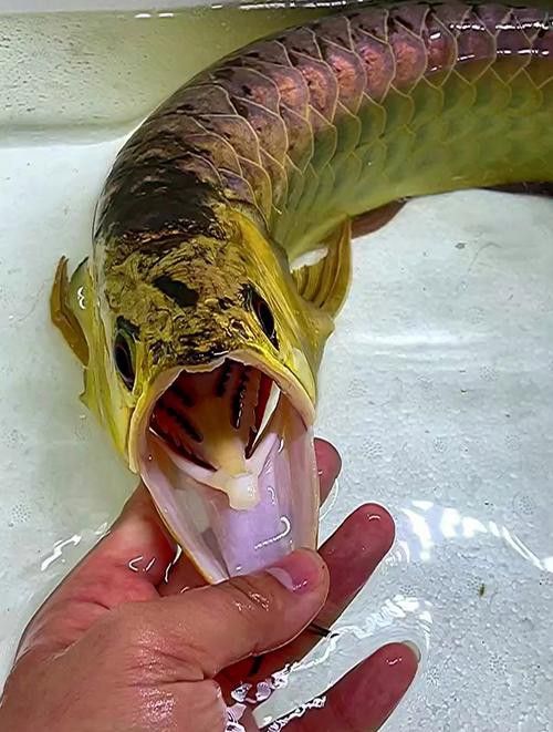 花龍魚是什么樣子的圖片 花龍魚是什么樣子的圖片 龍魚百科 第17張