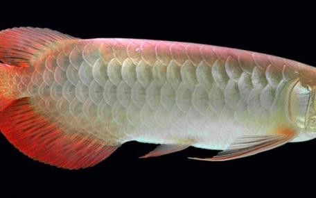 花龍魚是什么樣子的圖片 花龍魚是什么樣子的圖片 龍魚百科 第19張
