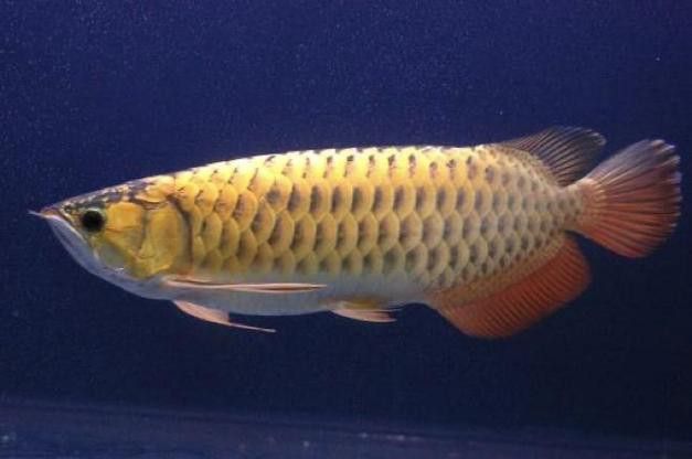 花龍魚是什么樣子的圖片 花龍魚是什么樣子的圖片 龍魚百科 第20張