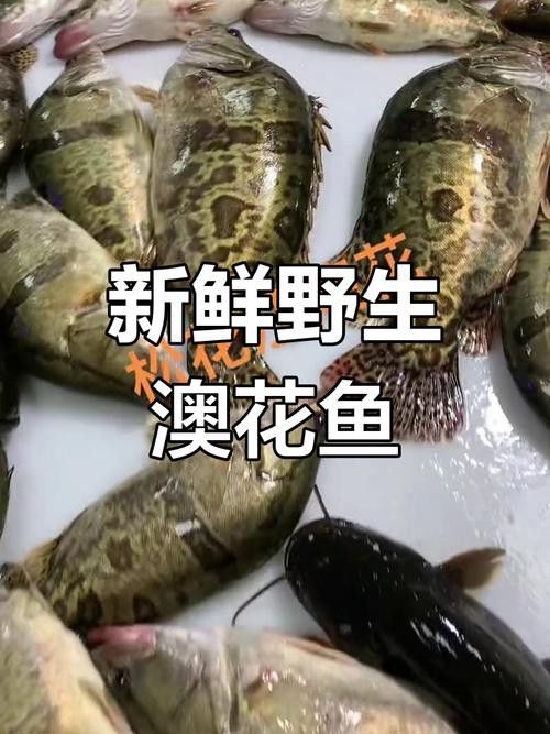 花龍魚是什么樣子的圖片 花龍魚是什么樣子的圖片 龍魚百科 第21張