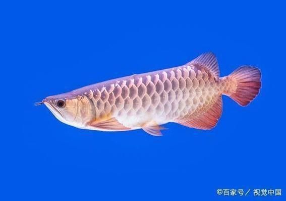 龍魚和地圖魚喂什么：龍魚人工馴餌技巧分享：龍魚和地圖魚的喂食內容多樣
