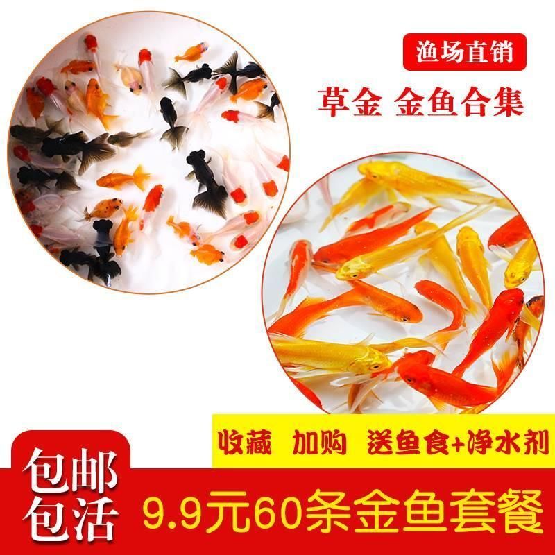 龍魚飼料魚：龍魚飼料魚的優(yōu)勢(shì)及選擇建議