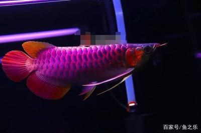 紅龍魚(yú)死了會(huì)不會(huì)運(yùn)氣不好：紅龍魚(yú)死亡會(huì)影響主人的運(yùn)氣嗎？