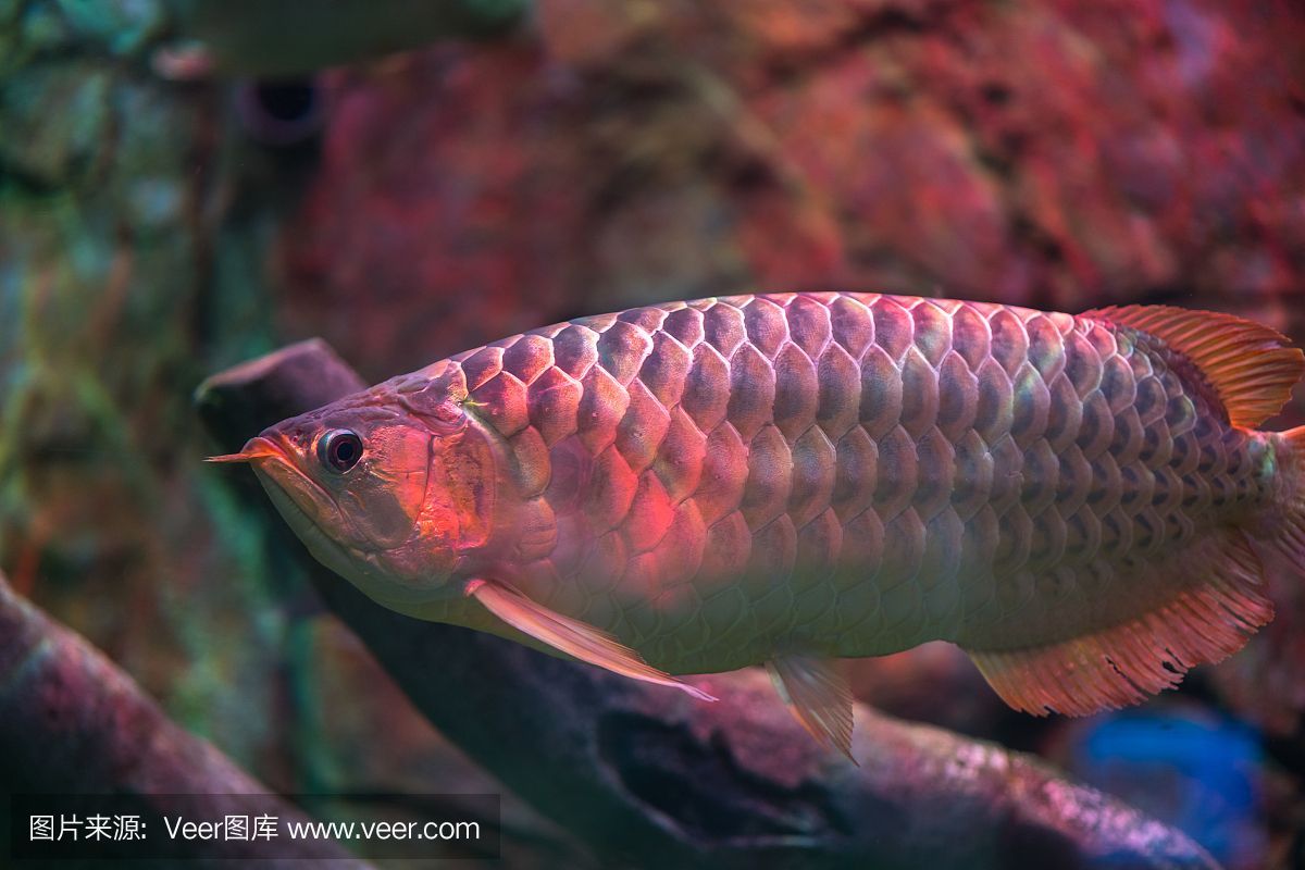 紅龍魚(yú)死了會(huì)不會(huì)運(yùn)氣不好：紅龍魚(yú)死亡會(huì)影響主人的運(yùn)氣嗎？