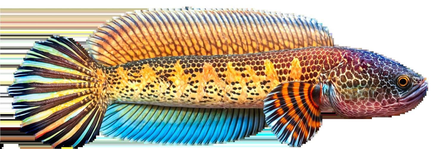 哪些雷龍魚適合新手