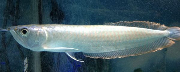 40厘米銀龍魚價(jià)格表圖片（40公分銀龍魚什么價(jià)格360問答）