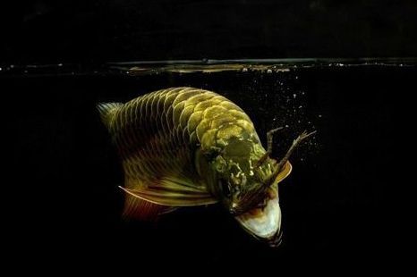 龍魚被咬死：龍魚的死亡可能由多種因素引起，