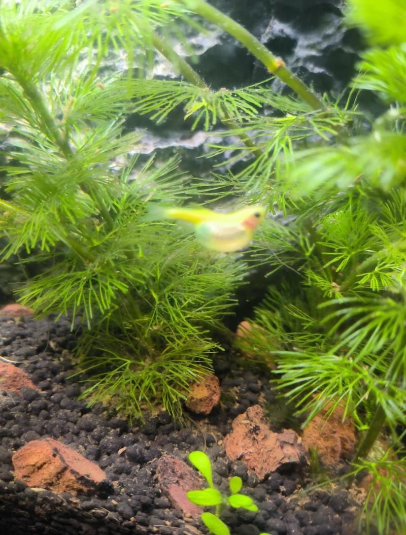 魚腹水可以擠出來嗎