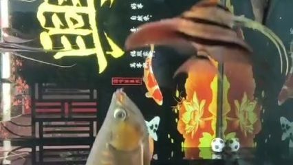 魚缸 龍魚滿缸亂游:龍魚滿缸亂游可能是由多種原因引起的 龍魚百科 龍魚滿缸亂游:龍魚滿缸亂游可能是由多種原因引起的 龍魚滿缸亂游:龍魚滿缸亂游可能是由多種原因引起的 龍魚百科