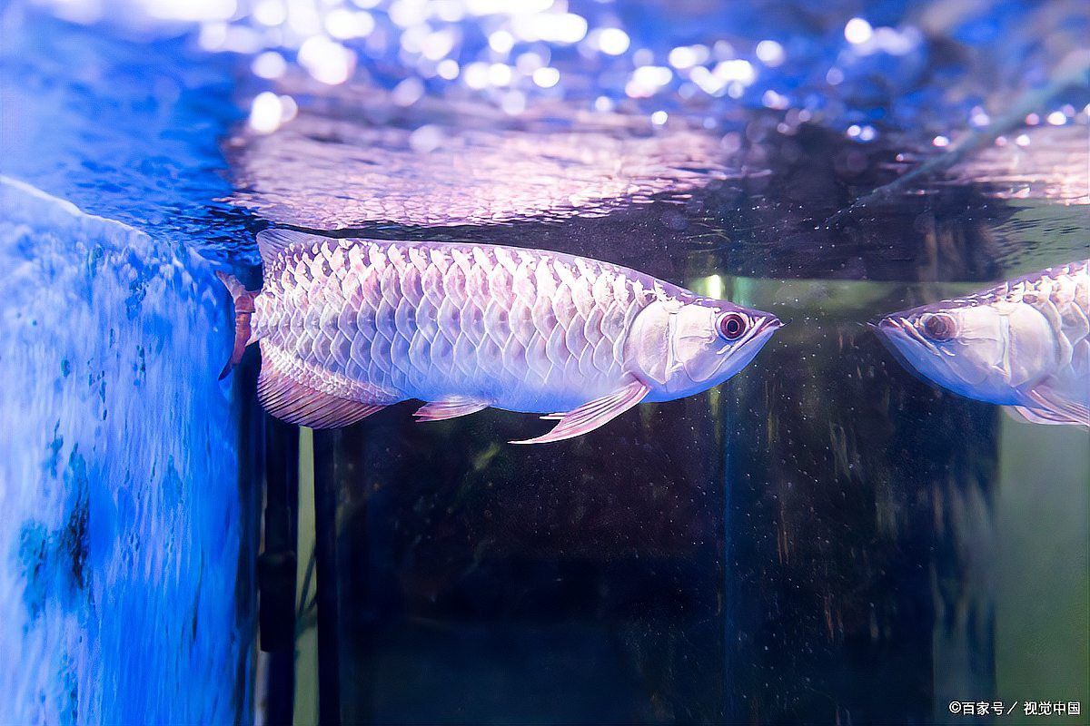金頭龍魚換水時需要清洗魚缸嗎？
