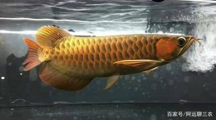 龍魚的價(jià)格怎樣購買龍魚：龍魚價(jià)格區(qū)間