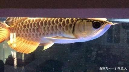 龍魚兜嘴對(duì)龍魚有什么影響嗎：龍魚兜嘴對(duì)龍魚有什么影響