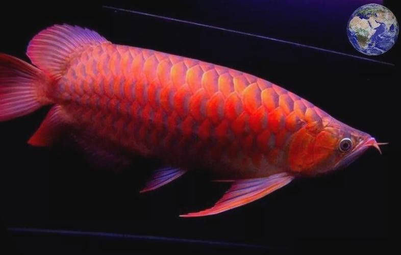 金龍魚背景紙什么顏色好（如何選擇金龍魚背景紙的顏色）