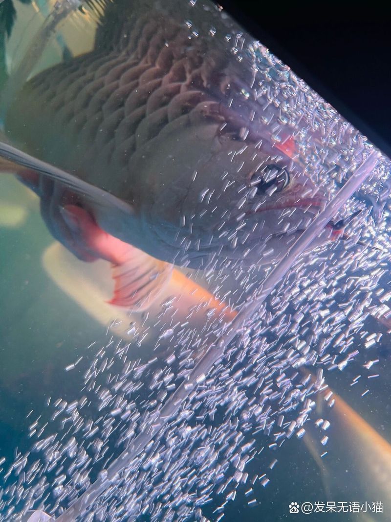 金龍魚受傷了翻身是怎么回事 金龍魚受傷了翻身是怎么回事 龍魚百科 第5張