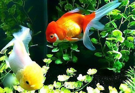 金龍魚受傷了翻身是怎么回事 金龍魚受傷了翻身是怎么回事 龍魚百科 第11張