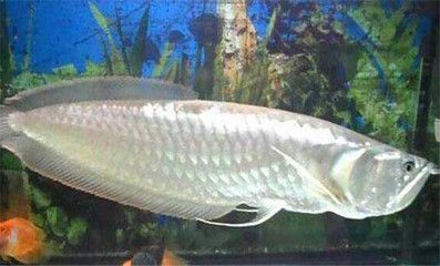 銀龍魚可以和什么魚混養（哪些魚適合與銀龍魚混養？）