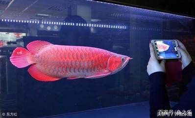 龍魚甲基藍用法：關于龍魚甲基藍的具體使用方法