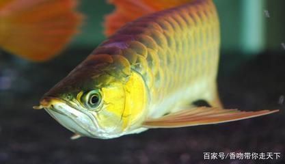 金龍魚的形態描述怎么寫（關于金龍魚形態描述的寫作方法）