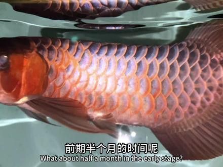 印尼紅龍魚怎么養(yǎng)殖的 印尼紅龍魚怎么養(yǎng)殖的 龍魚百科 第2張