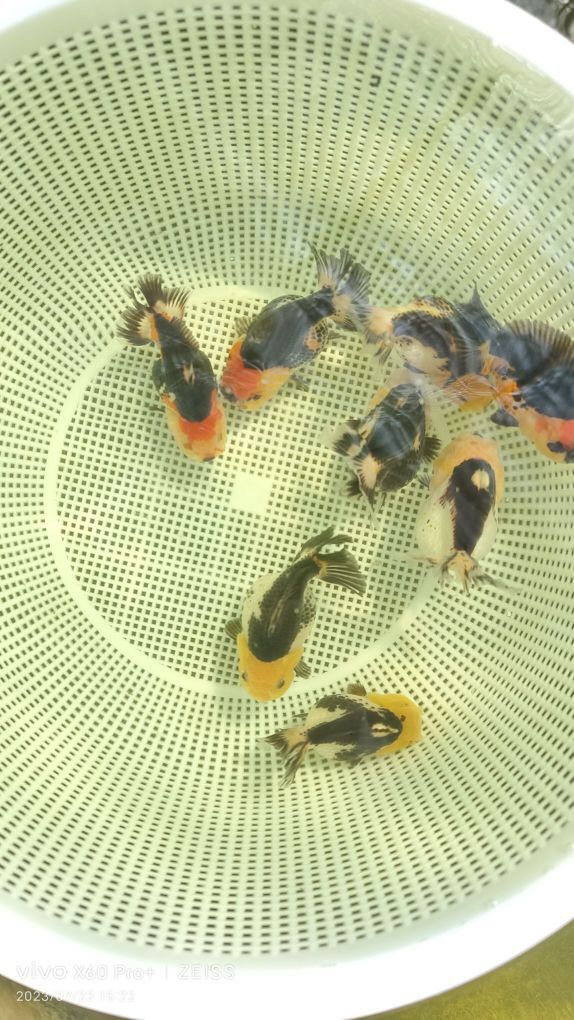 金龍魚加工廠在什么地方啊