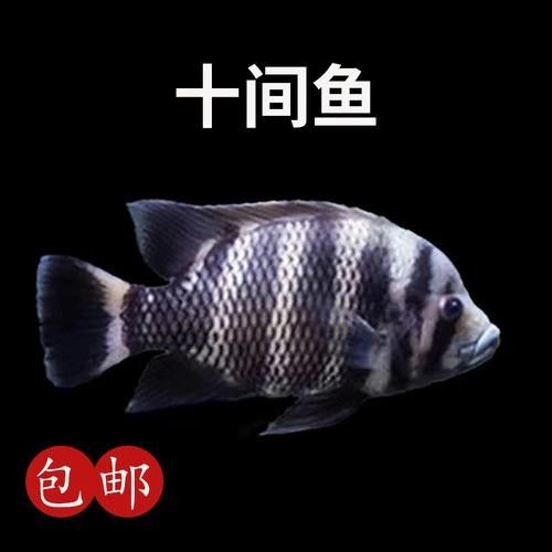 非洲龍魚圖片大全 非洲龍魚圖片大全 龍魚百科 第5張