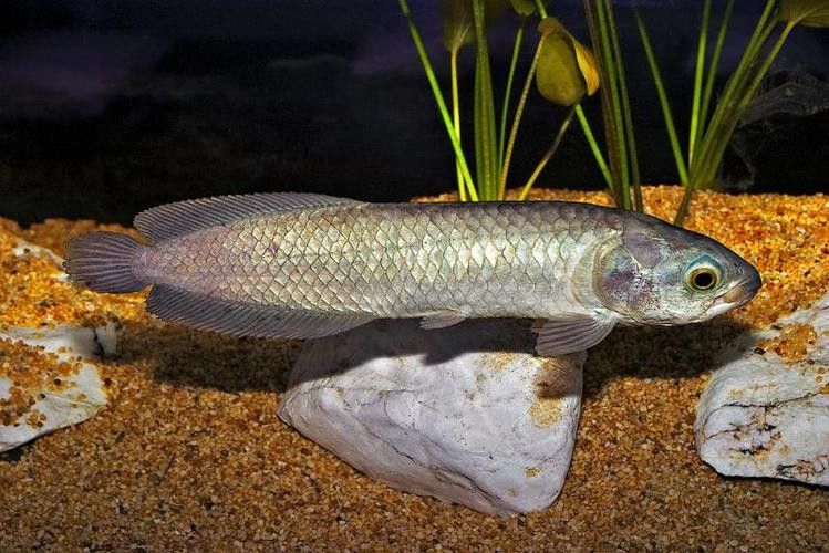 非洲龍魚圖片大全 非洲龍魚圖片大全 龍魚百科 第15張