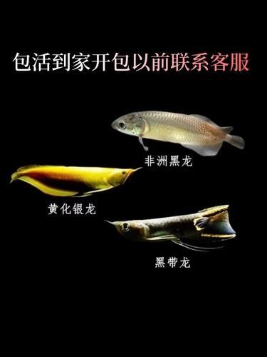 非洲龍魚圖片大全 非洲龍魚圖片大全 龍魚百科 第3張