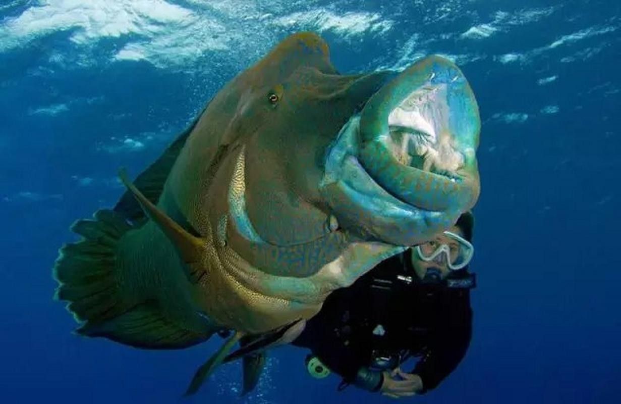 非洲龍魚圖片大全 非洲龍魚圖片大全 龍魚百科 第23張