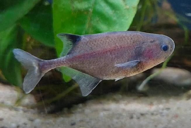 非洲龍魚圖片大全 非洲龍魚圖片大全 龍魚百科 第22張