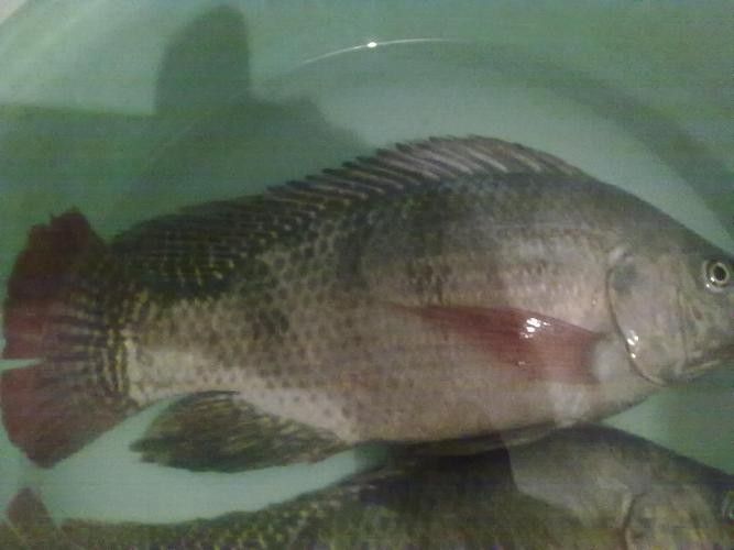 非洲龍魚圖片大全 非洲龍魚圖片大全 龍魚百科 第26張
