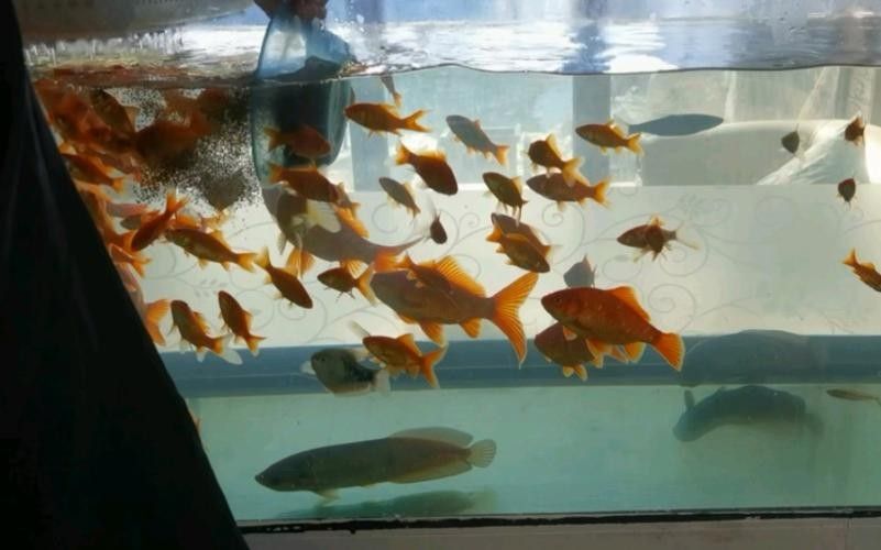 非洲龍魚圖片大全 非洲龍魚圖片大全 龍魚百科 第27張