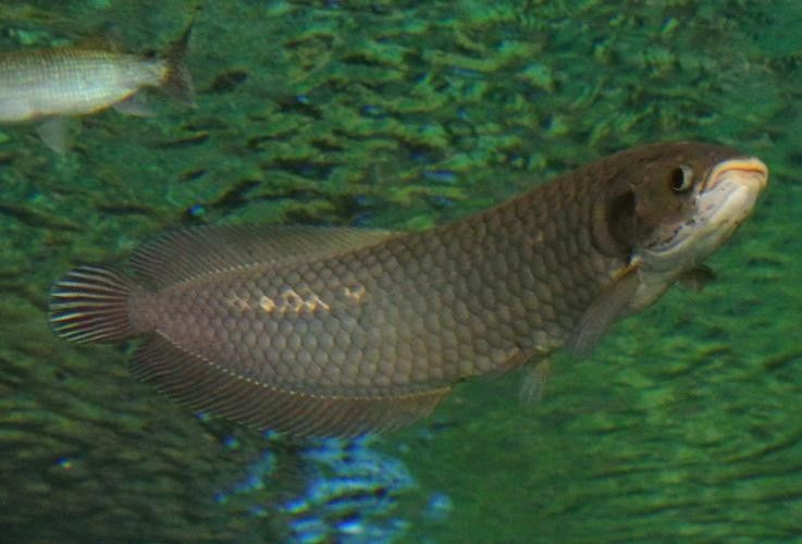 非洲龍魚圖片大全 非洲龍魚圖片大全 龍魚百科 第20張