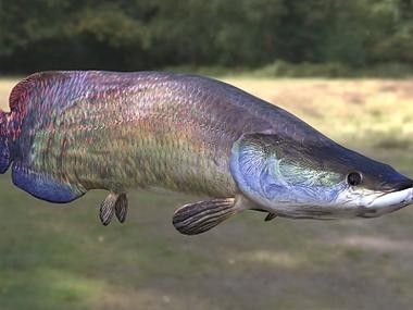 非洲龍魚圖片大全 非洲龍魚圖片大全 龍魚百科 第24張