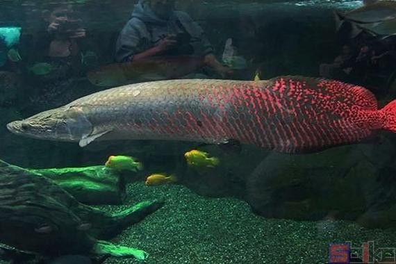 非洲龍魚圖片大全 非洲龍魚圖片大全 龍魚百科 第29張