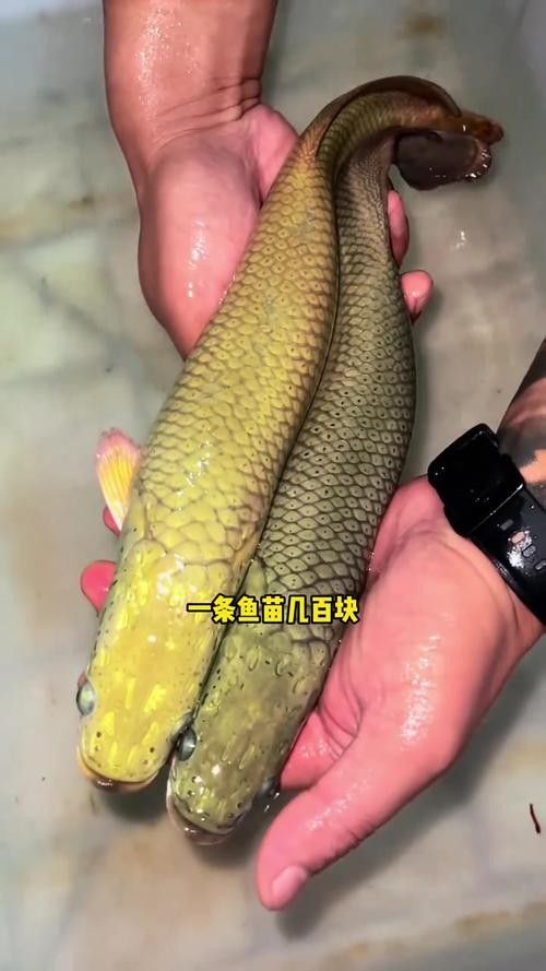 非洲龍魚圖片大全 非洲龍魚圖片大全 龍魚百科 第30張
