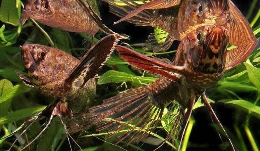 非洲龍魚圖片大全 非洲龍魚圖片大全 龍魚百科 第25張