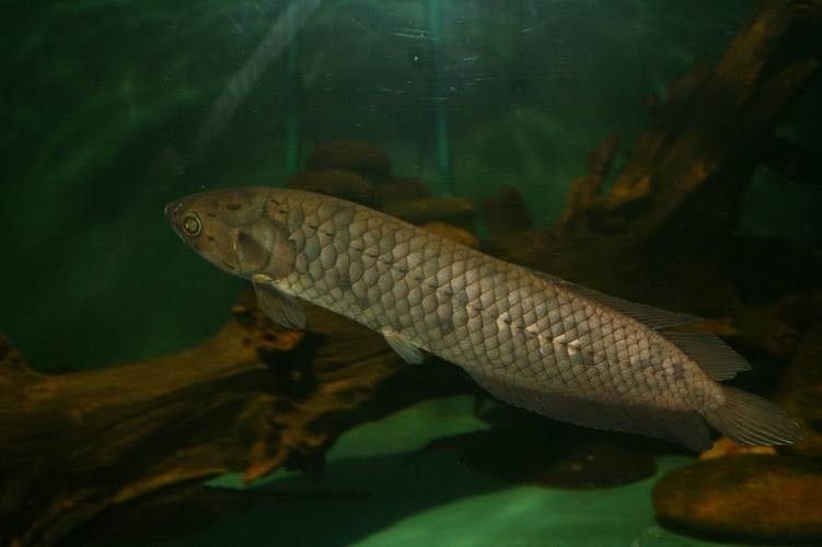 非洲龍魚圖片大全 非洲龍魚圖片大全 龍魚百科 第17張