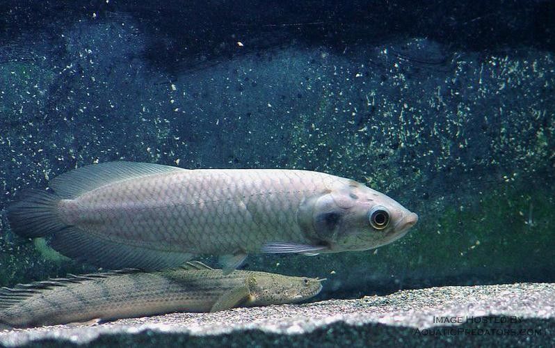 非洲龍魚圖片大全 非洲龍魚圖片大全 龍魚百科 第16張