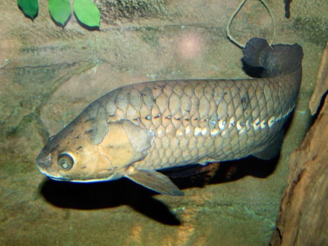 非洲龍魚圖片大全 非洲龍魚圖片大全 龍魚百科 第19張