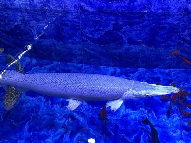 非洲龍魚圖片大全 非洲龍魚圖片大全 龍魚百科 第28張