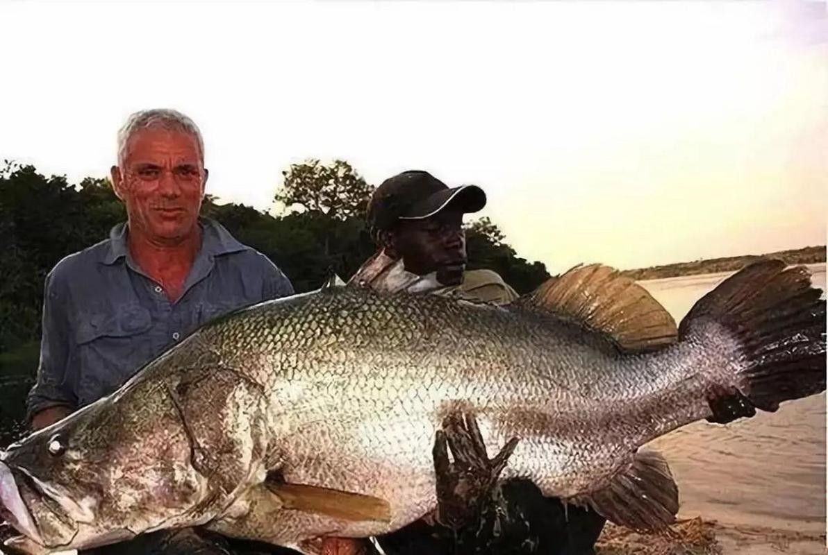非洲龍魚圖片大全 非洲龍魚圖片大全 龍魚百科 第31張