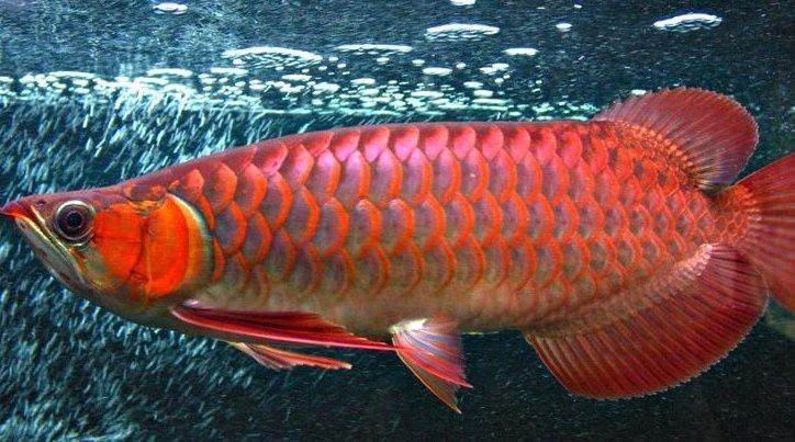 一千多萬的金龍魚是什么魚