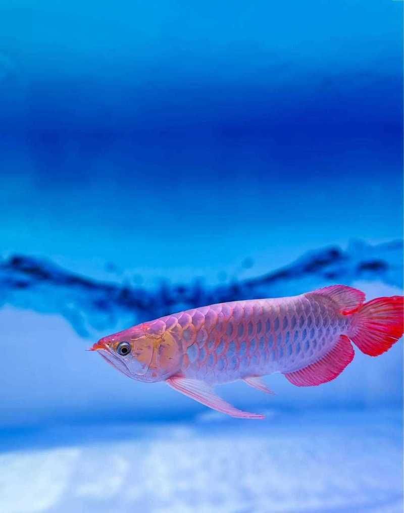 能提供這十大金龍魚的圖片嗎？