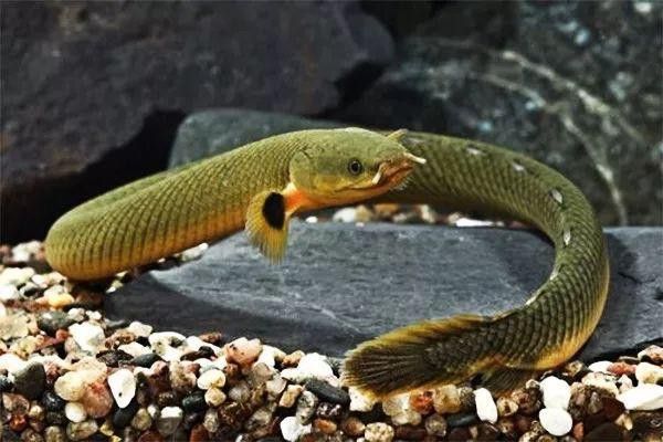 恐龍魚(yú)會(huì)跳缸嗎為什么