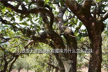 金龍魚有股腥味 金龍魚有股腥味 龍魚百科 第2張