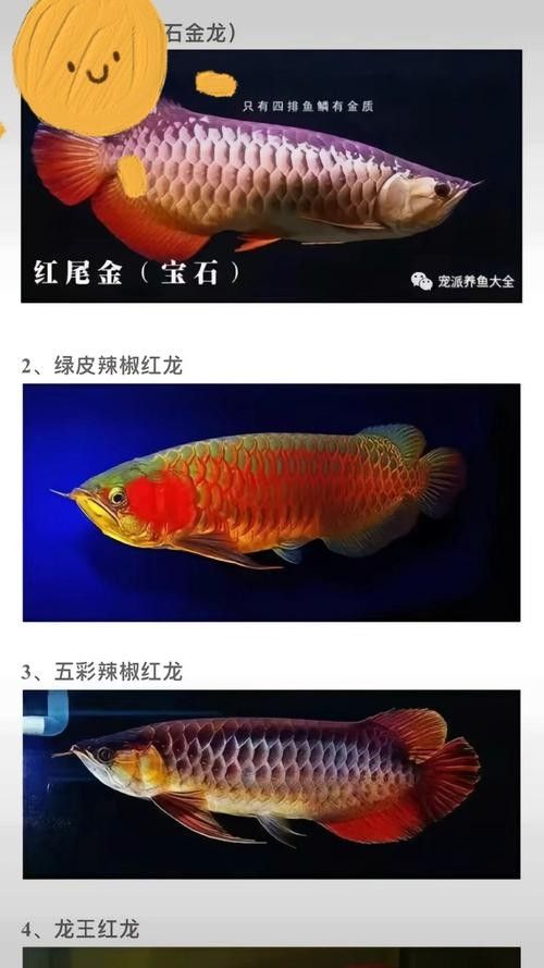 龍魚是哪個地方的品種圖片