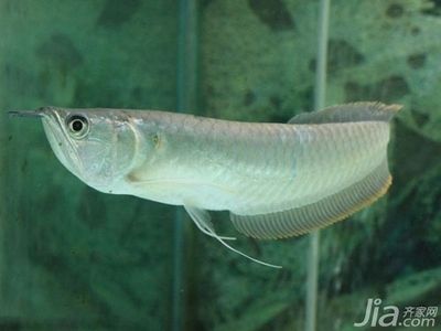 金龍魚 銀龍魚 區(qū)別：金龍魚和銀龍魚之間存在一些顯著的區(qū)別金龍魚銀龍魚區(qū)別