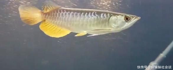 金龍魚嘴巴一直張開正常嗎：金龍魚嘴巴一直張開可能是由于多種原因造成的，包括缺氧、患病